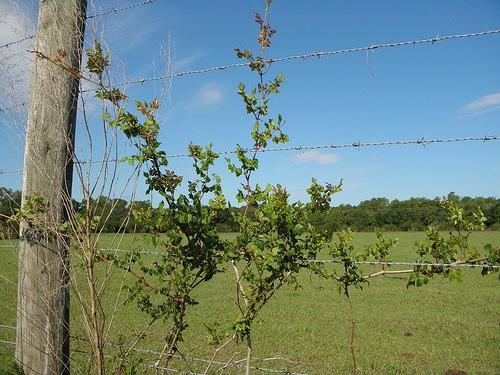 Ampelopsis arborea