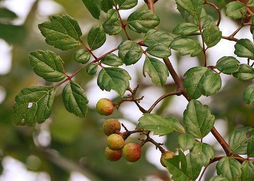 Ampelopsis arborea
