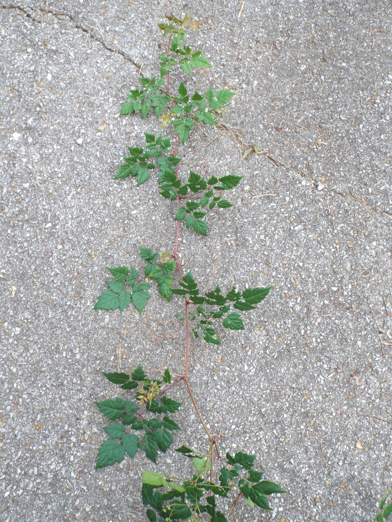 Leaf attachment