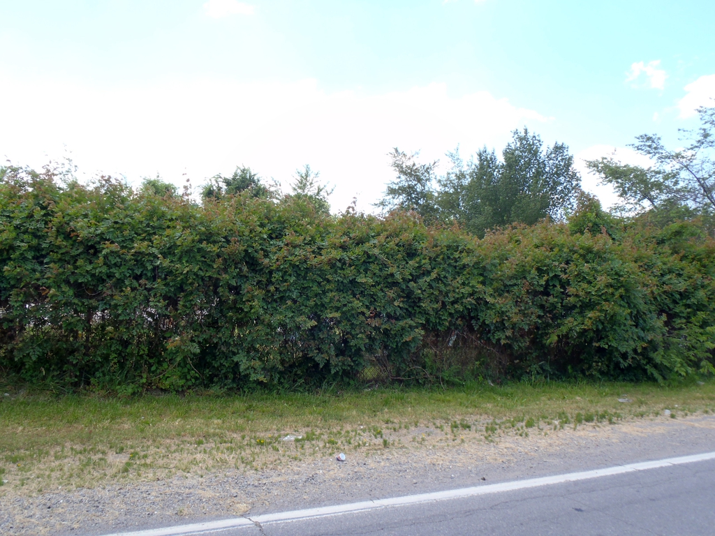 Ampelopsis arborea