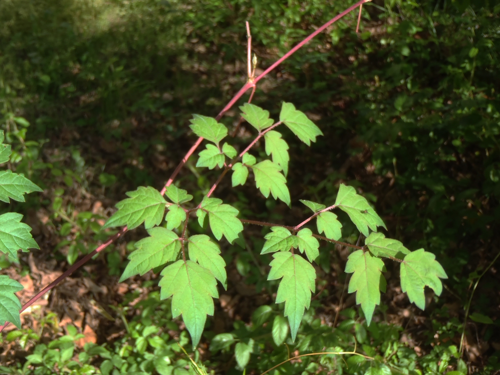 Ampelopsis arborea