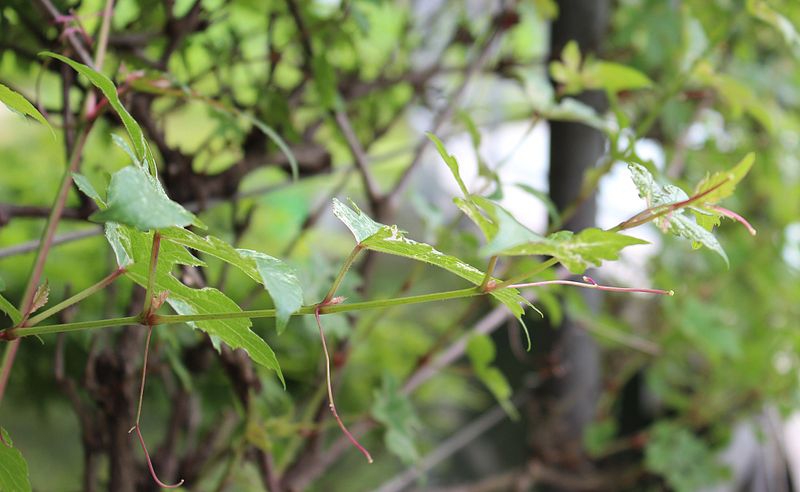 Ampelopsis brevipedunculata var maximowiczii