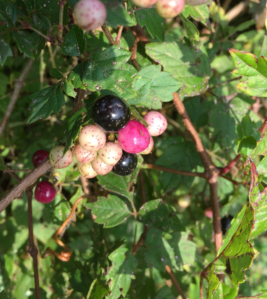 Fruit