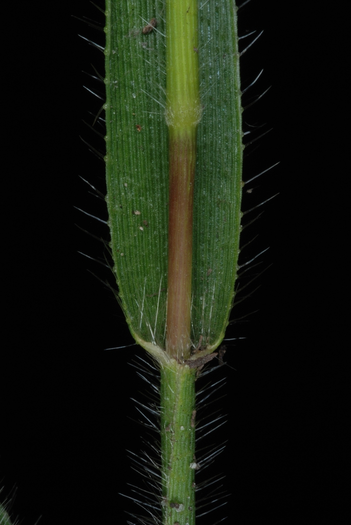 Leaf and sheath with hairs (Woodbine, NJ)-Early Fall