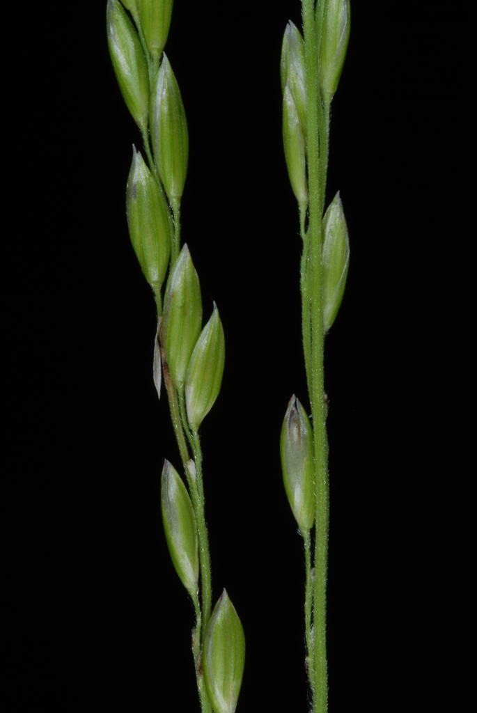 Spikelets (Woodbine, NJ)-Early Fall