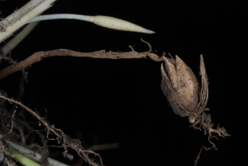 Fruits (Woodbine, NJ)-Early Fall