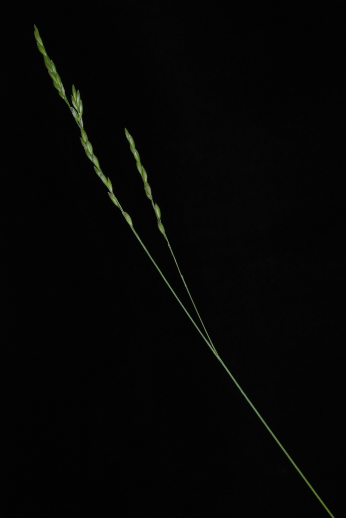 Stem and spikelets (Woodbine, NJ)-Early Fall