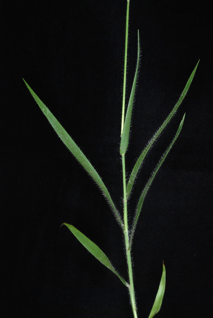 Stem and leafs with hairs (Woodbine, NJ)-Early Fall