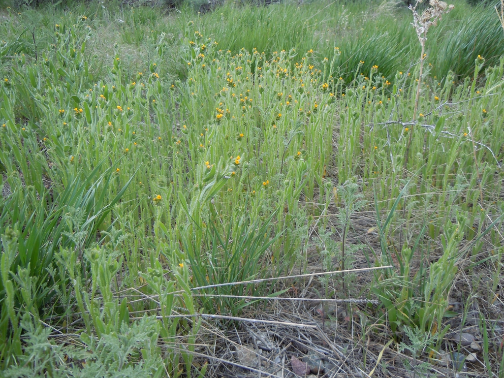Amsinckia Menziesii