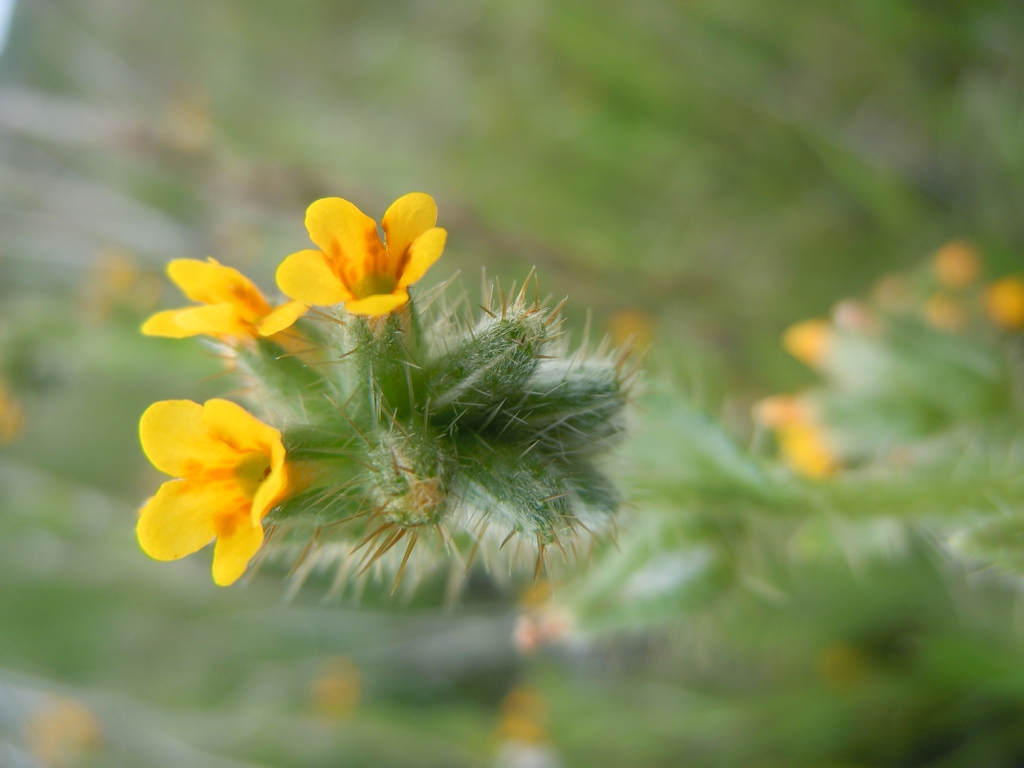 Amsinckia Menziesii