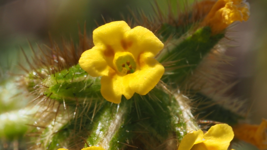 Yellow trumpet-shaped flower with orange markings