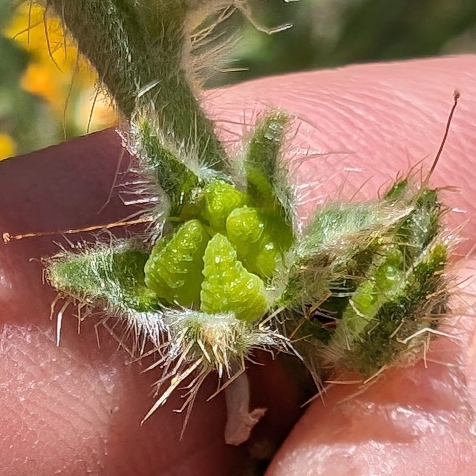 Burr opened to reveal 4 green nutlets