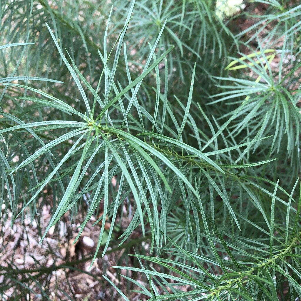 Amsonia hubrechtii