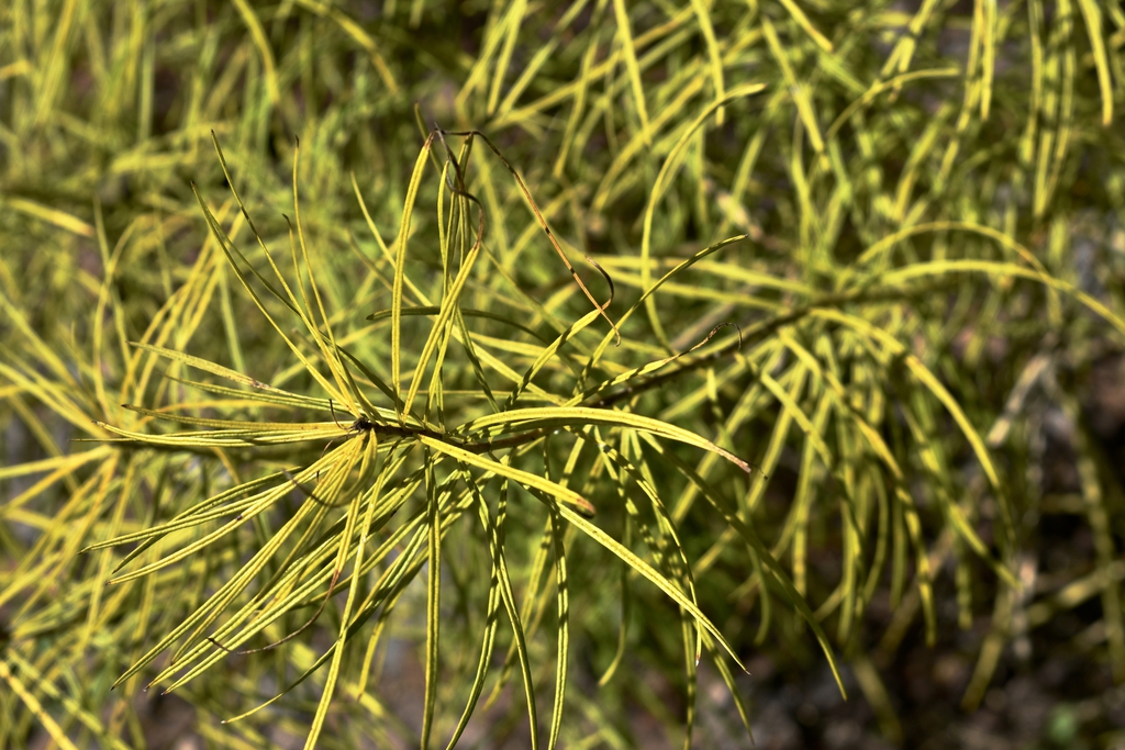 'Arkansas'Close-up - Leaves - Sept. 26 - Moore Co., NC