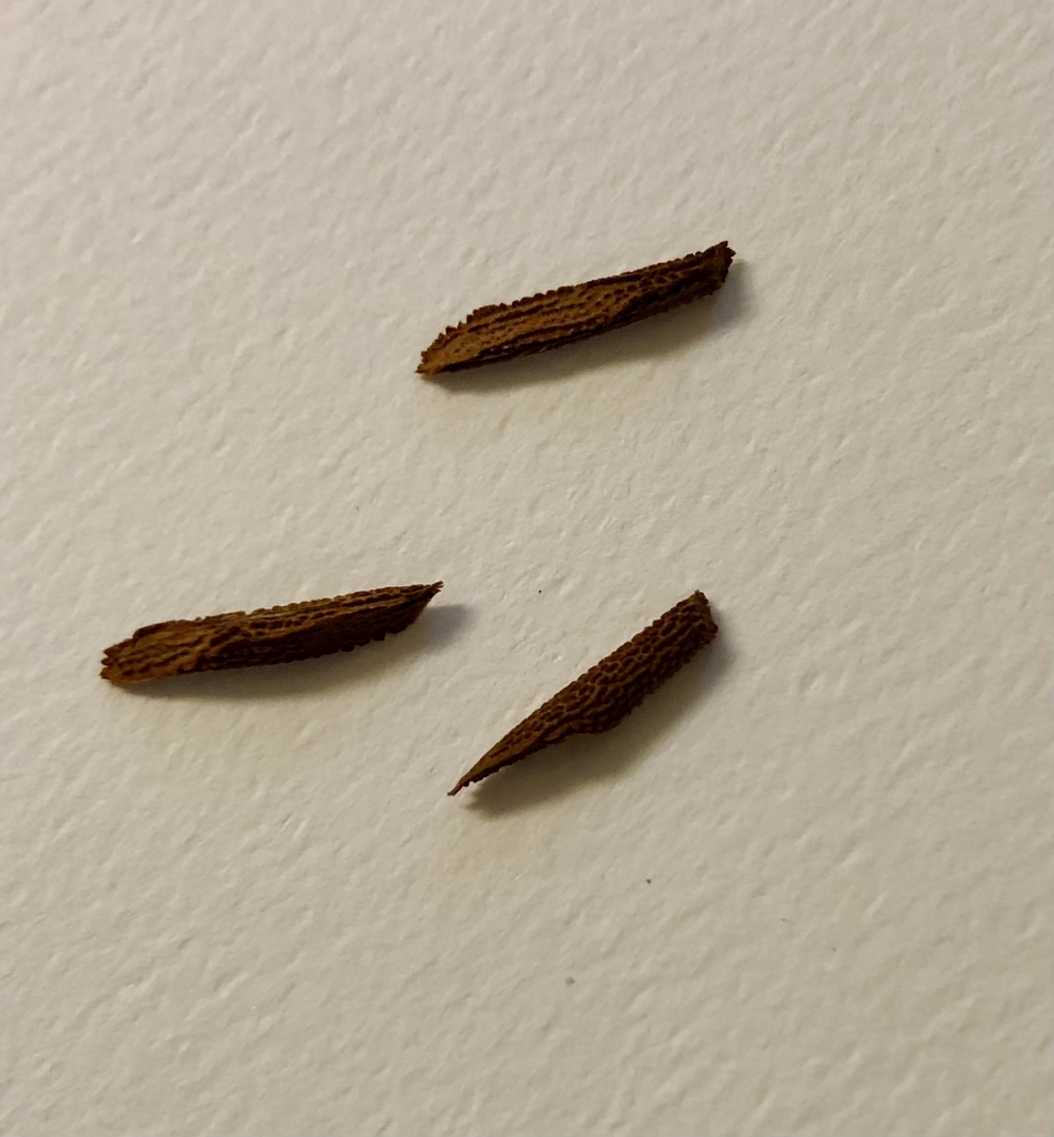 'Blue Star' - Seeds Closeup - Oct. 11 - Wake Co., NC