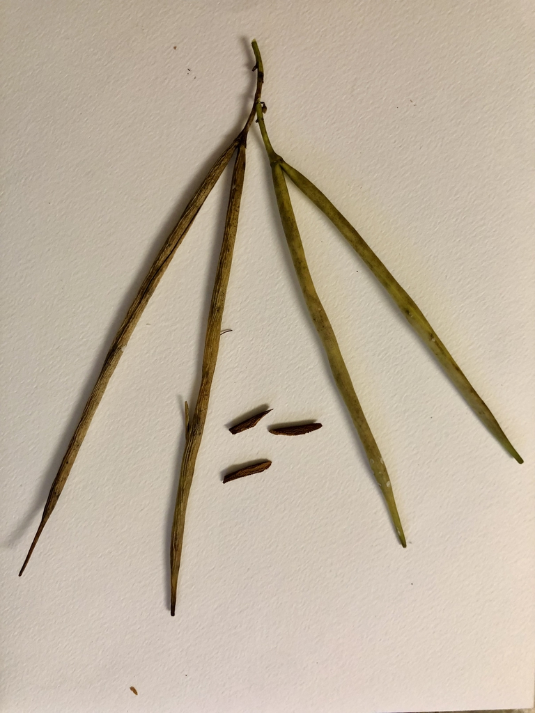 'Blue Star' - Seed & Pods - Oct. 11 - Wake Co., NC