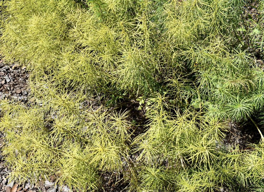 'Blue Star' Seed Closeup - Sept. 26 - Moore Co., NC