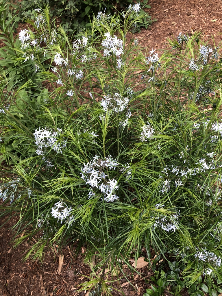 Amsonia hubrichtii