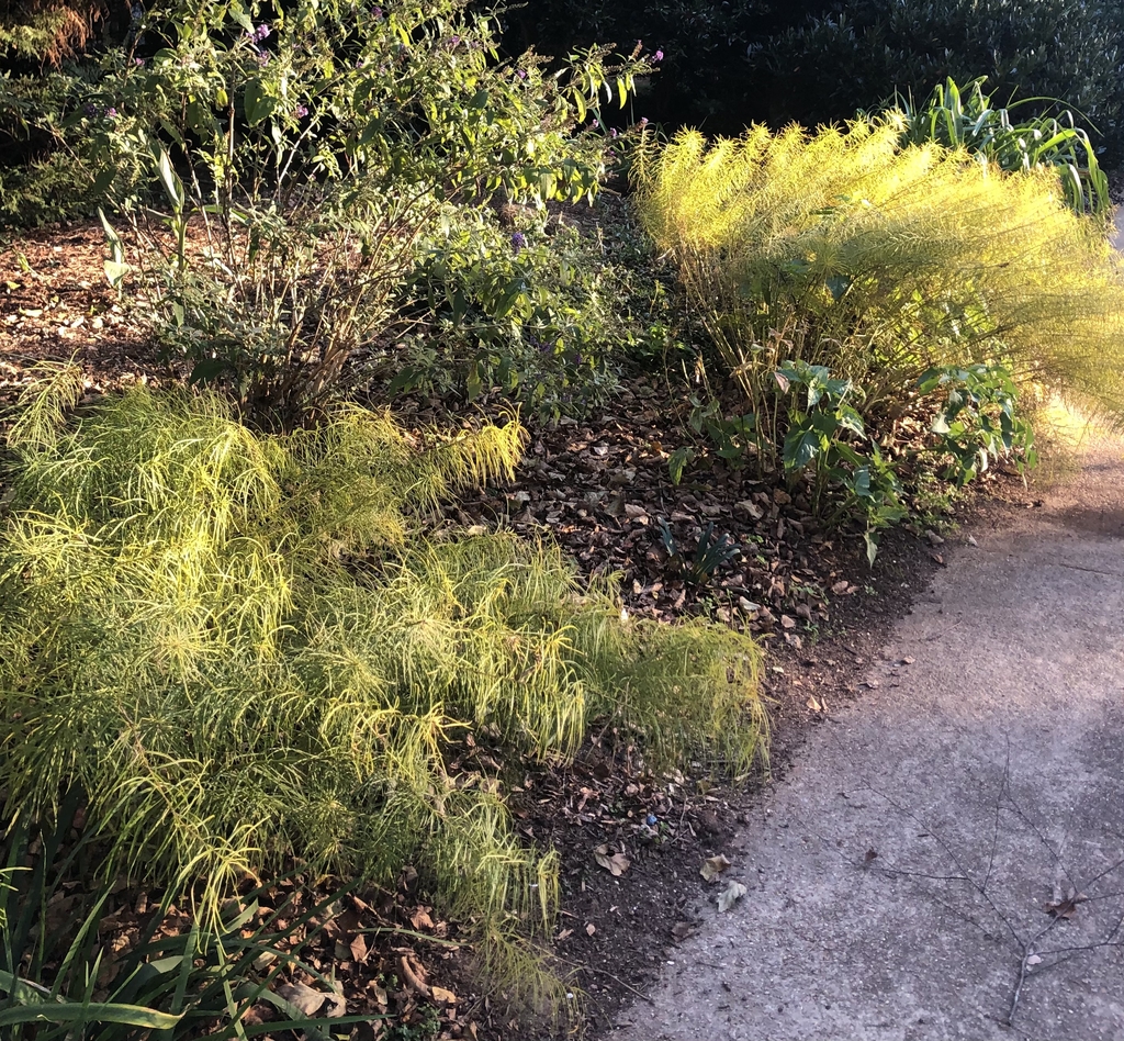 Form - Fall - Wake Co., NC