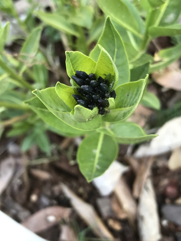 Spring buds forming