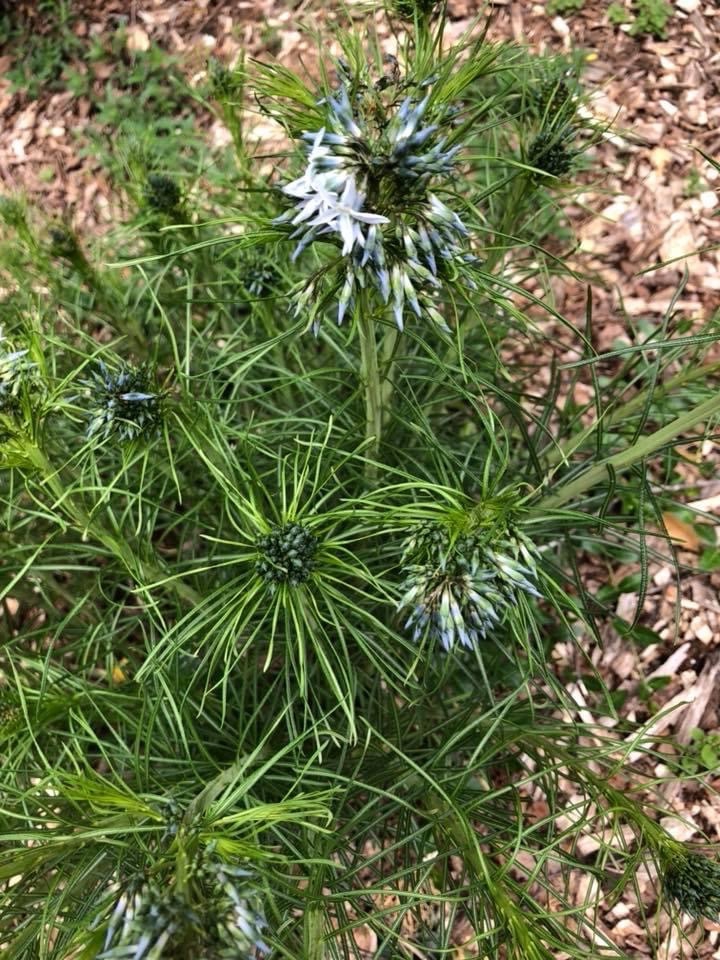 leaves and flowers, spring, Wake County, NC