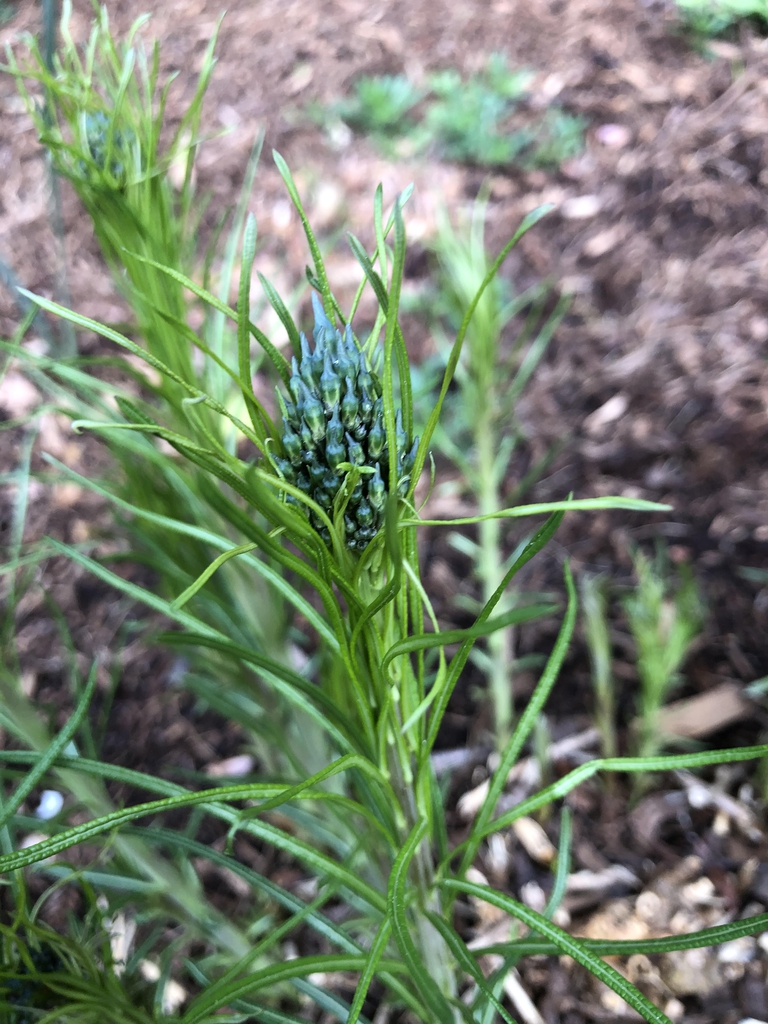 flower head, spring, NC