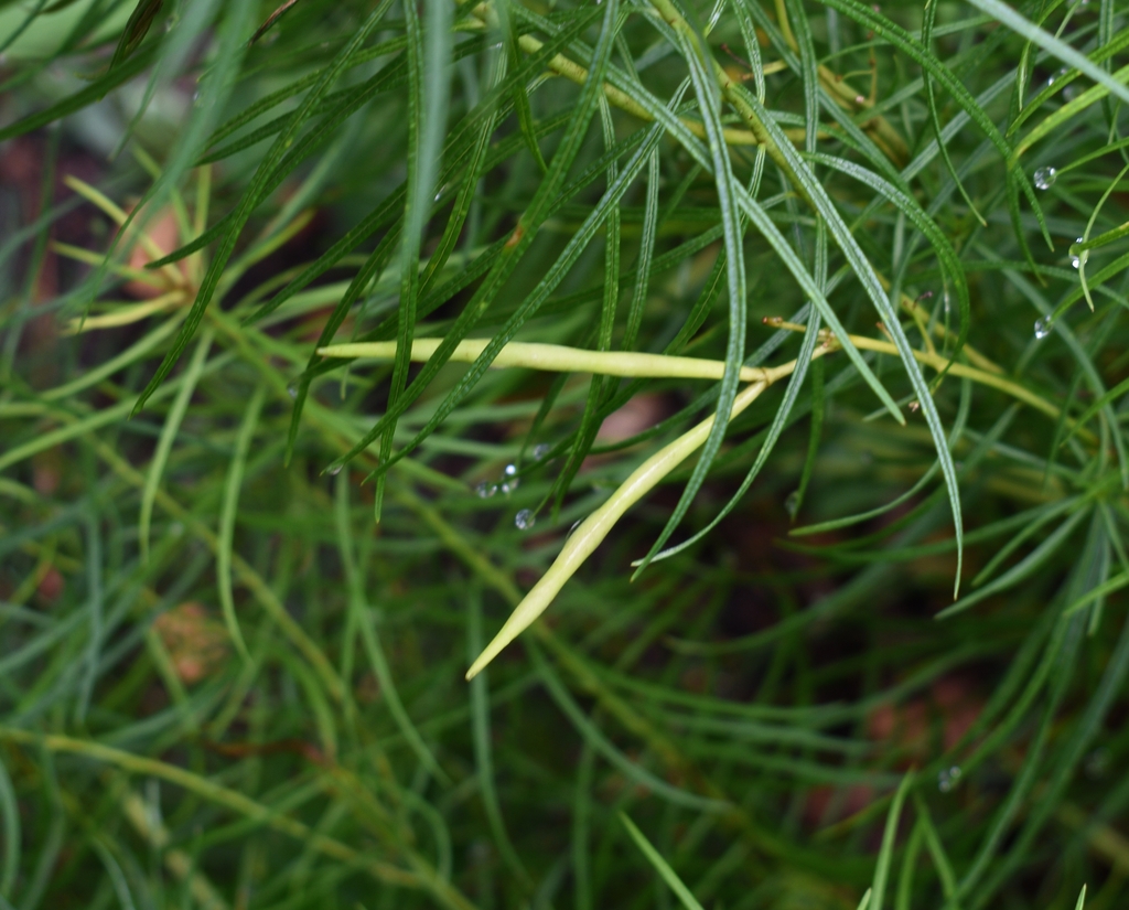 Amsonia Hubrichtii