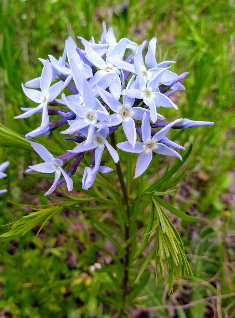Close up of flower