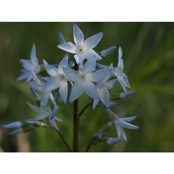 Amsonia ciliata var. filifolia 'Georgia Pancake'