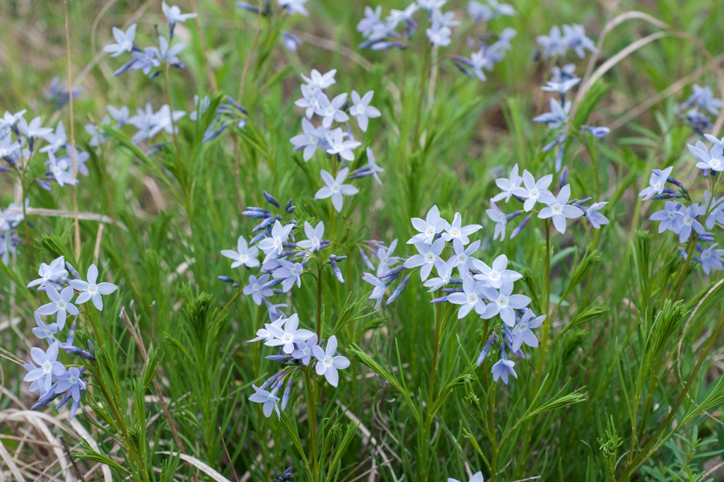 Form of var. tenuifolia