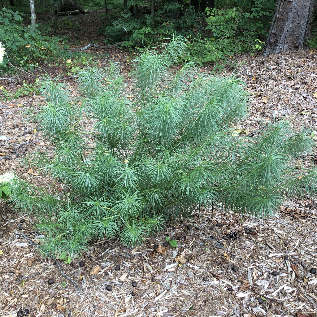 Amsonia hubrechtii