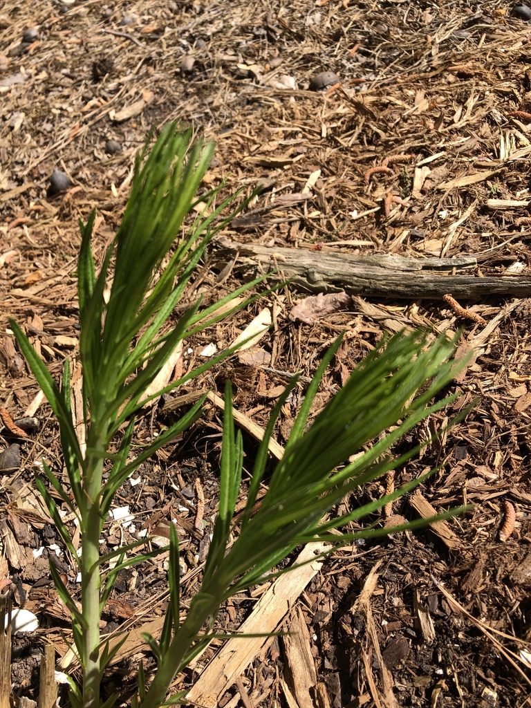 Amsonia hubrechtii