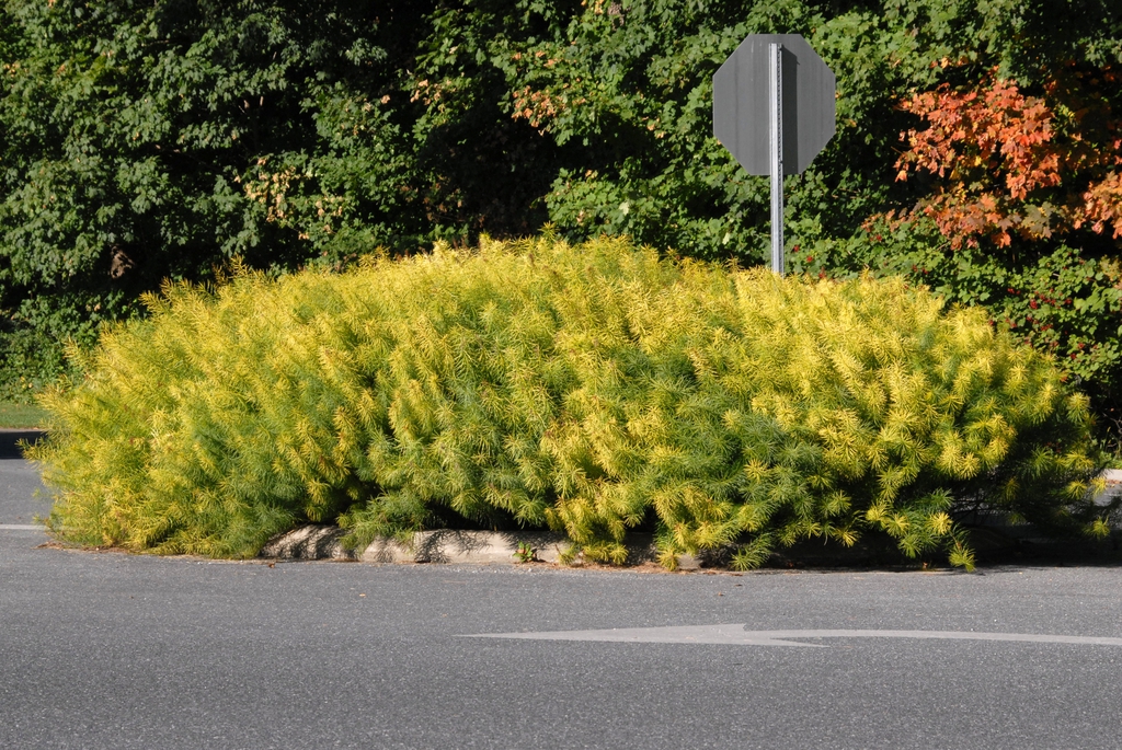 Amsonia hubrechtii
