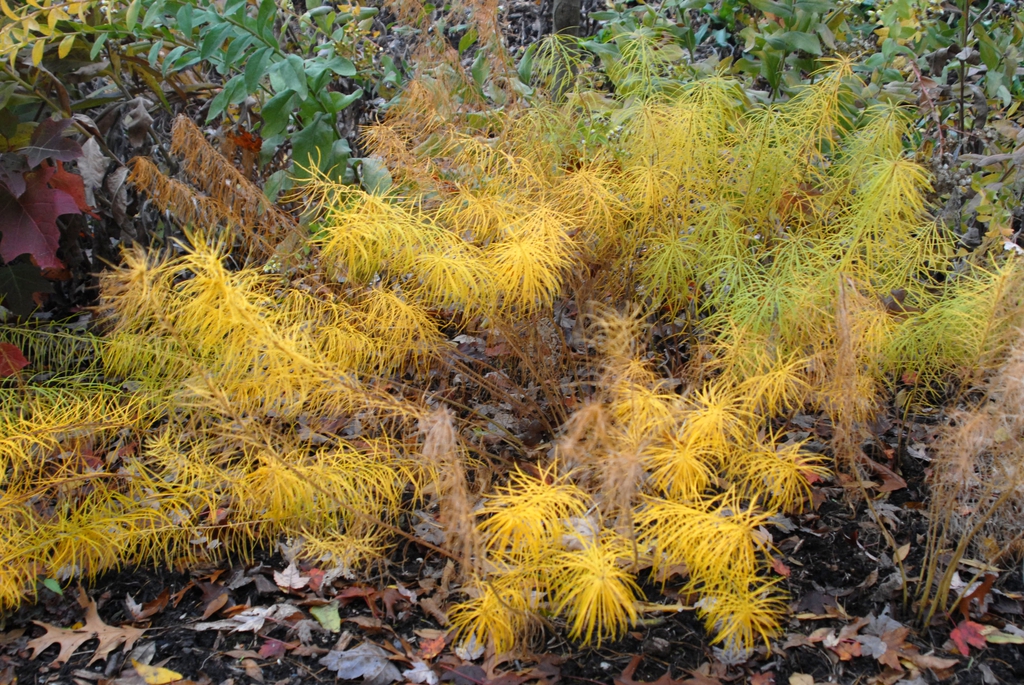 Amsonia hubrichtii Fall color