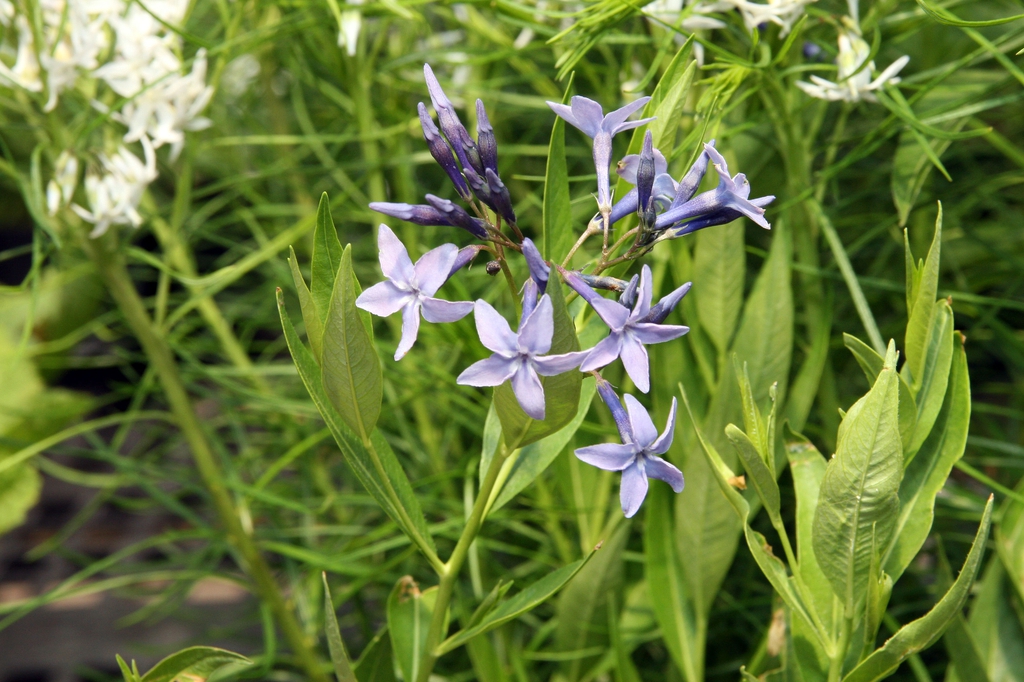 Amsonia tabernaemontana