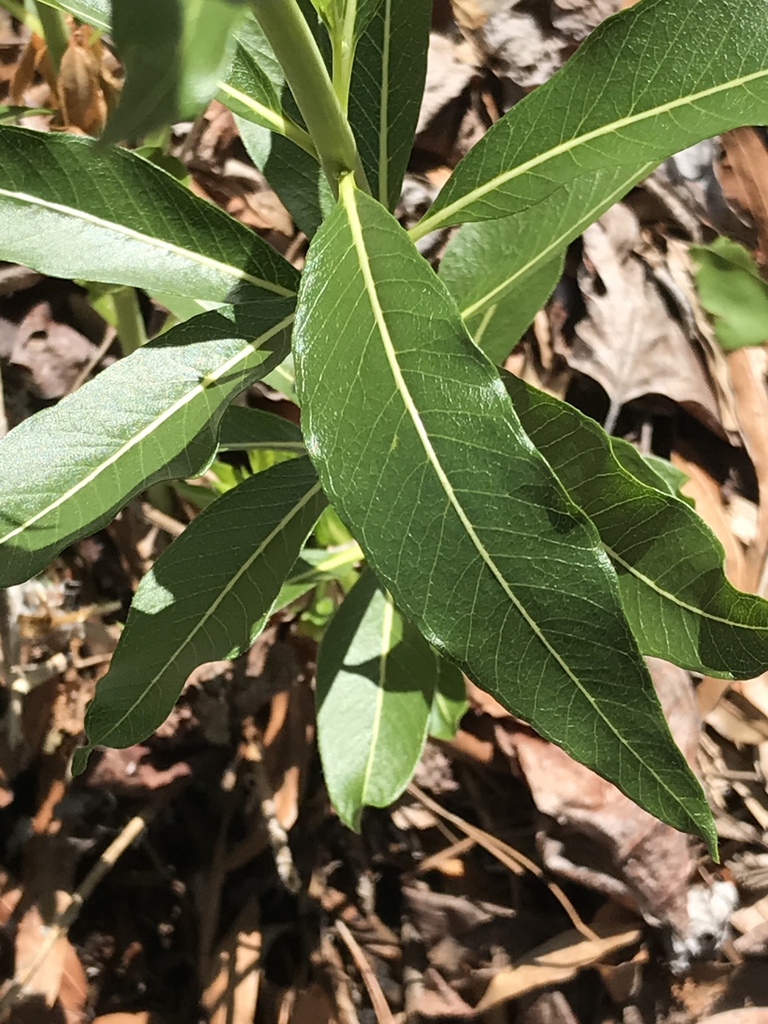 Leaves