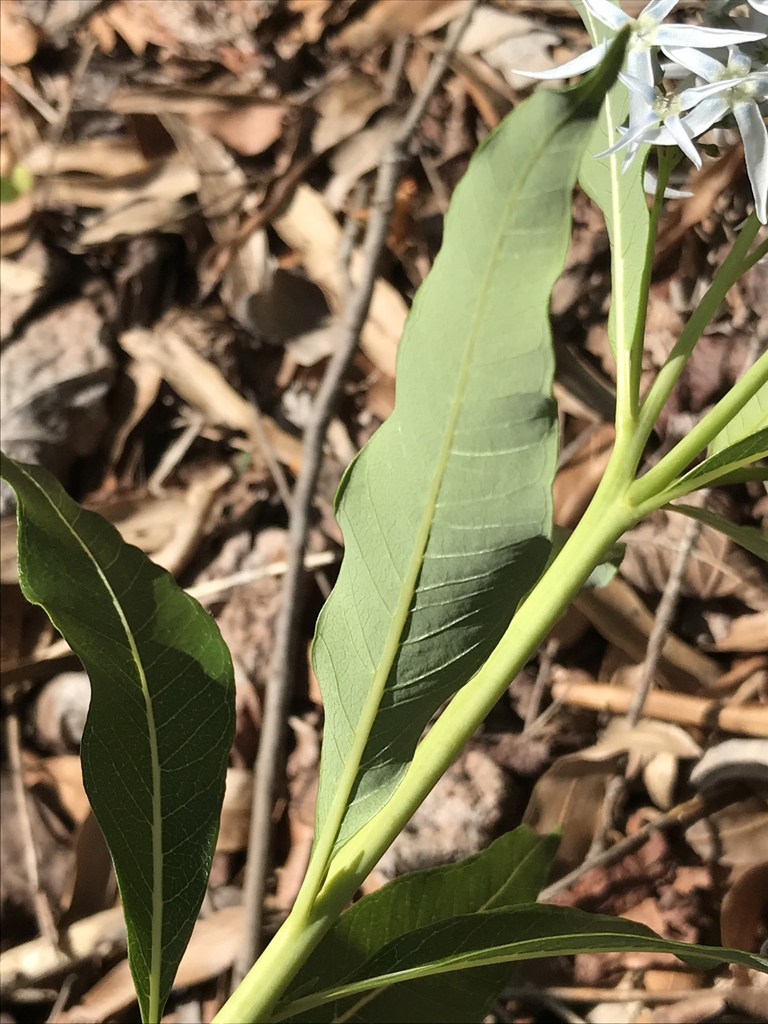 Underside of leaf