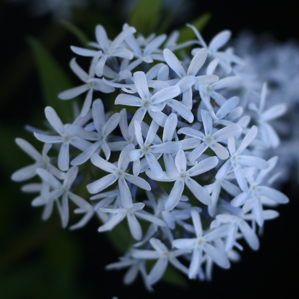 Amsonia tabernaemontana