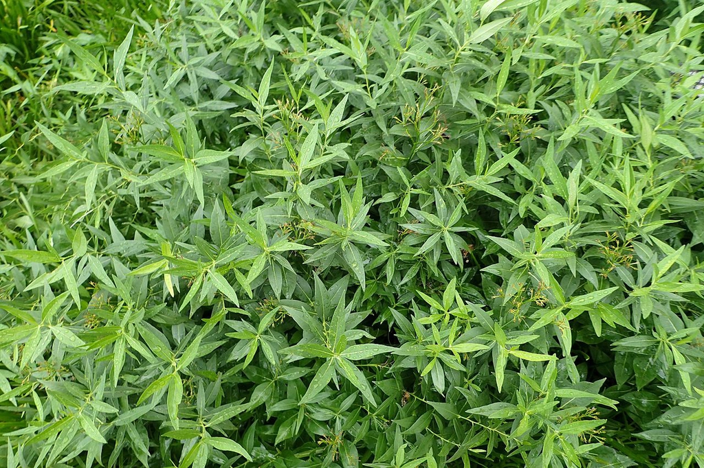 Foliage