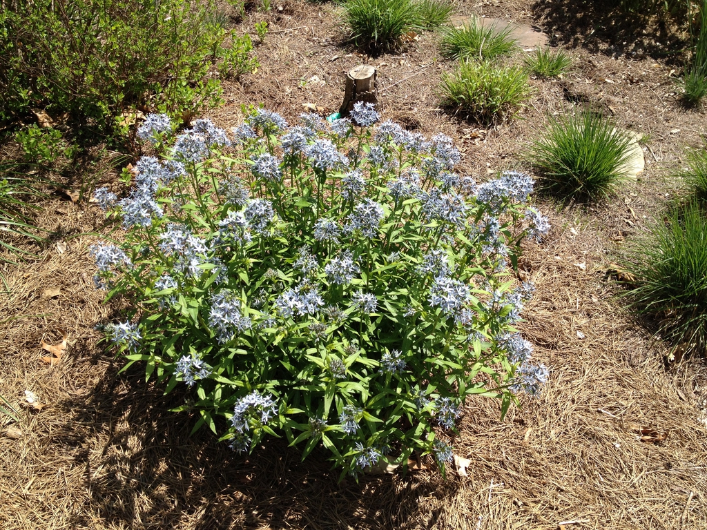 Amsonia tabernaemontana