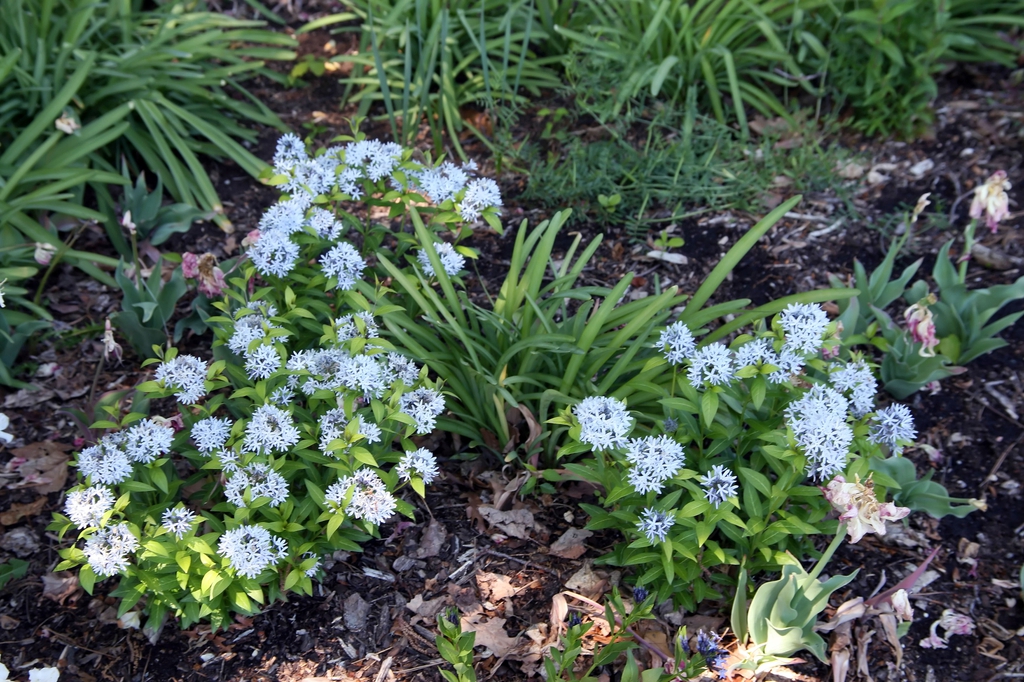 Amsonia tabernaemontana