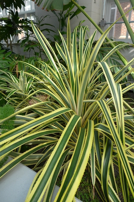 grayish-green leaves with marginal yellowish-white stripes
