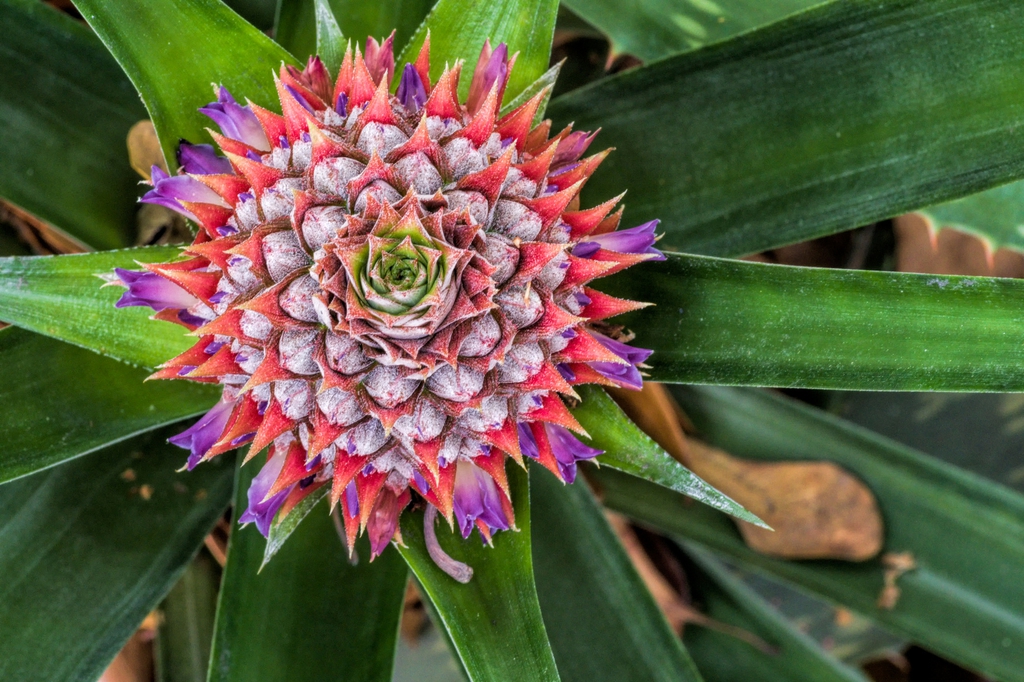 Looking down on a spike w/ red bracts subtending purple flowers