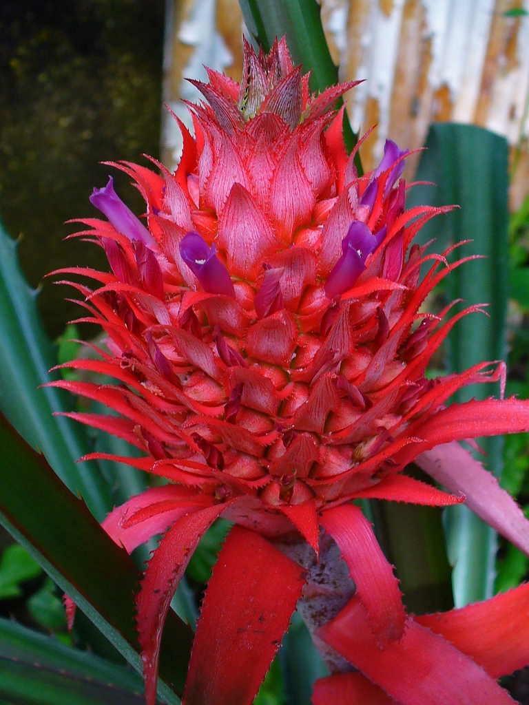 bright pink bracteate spike of purple flowers.