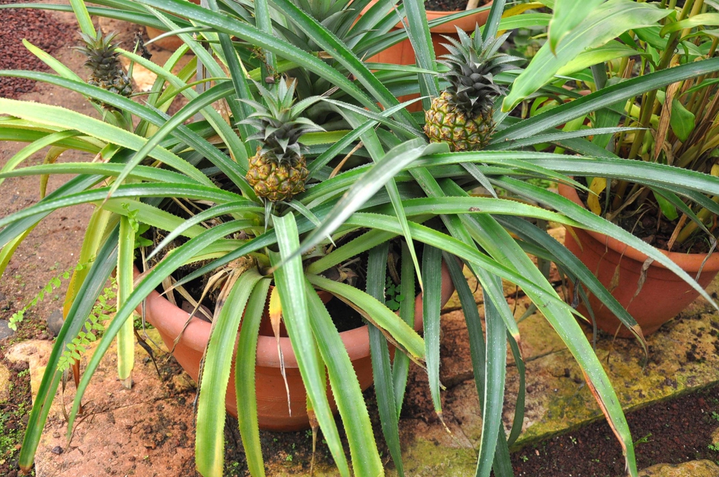 Two rosettes in a clay pot producing small pineapples.