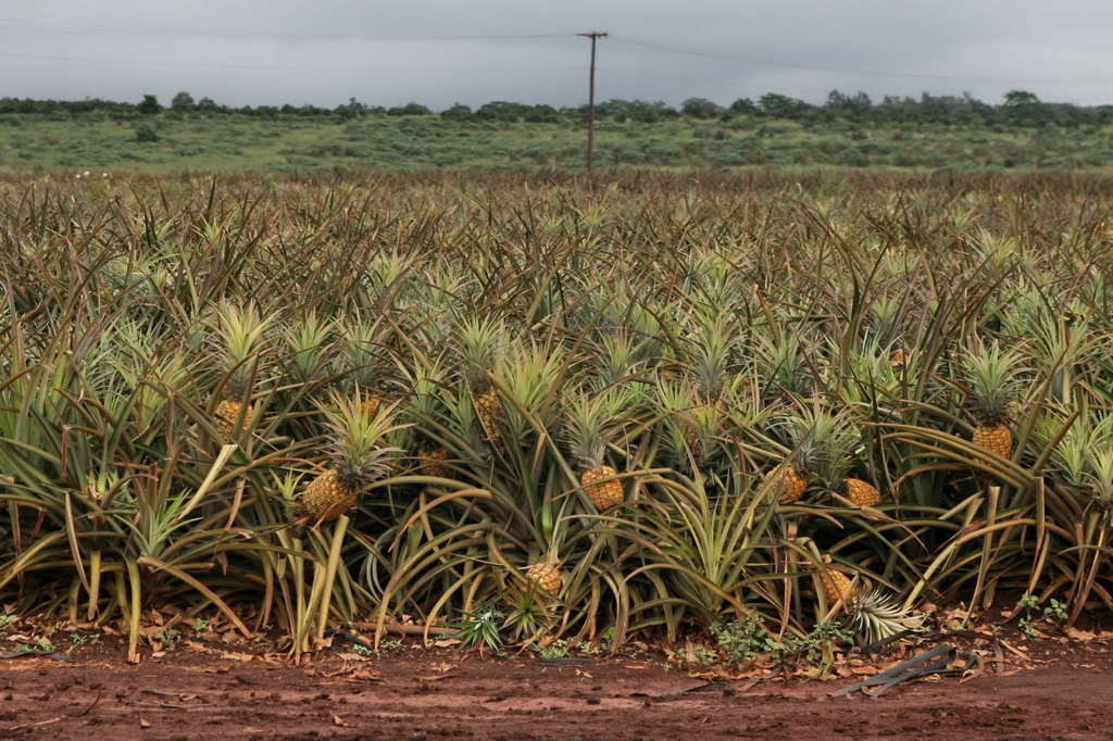 Field of pineapples grown as row crops.