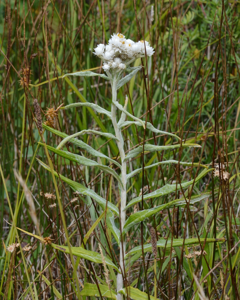flower and leaves