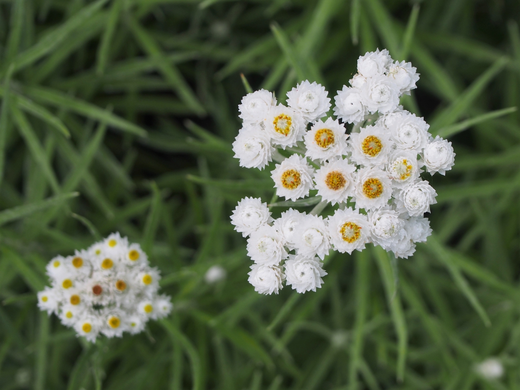 flower and form