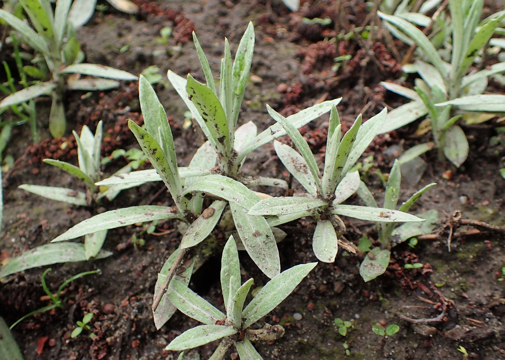 leaves and form