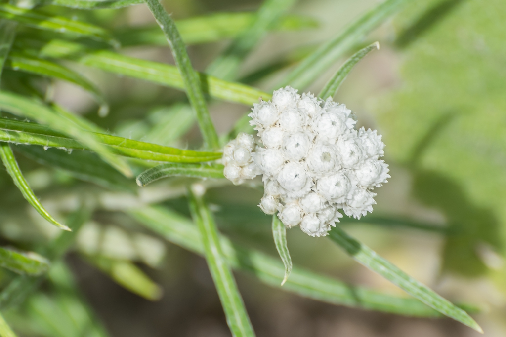 flower and form